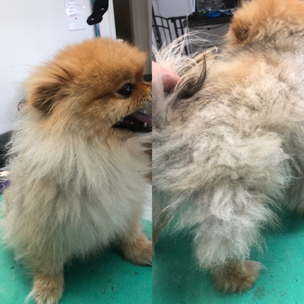 Why we DO NOT shave or clipper Double Coated Breeds Short Gordon's